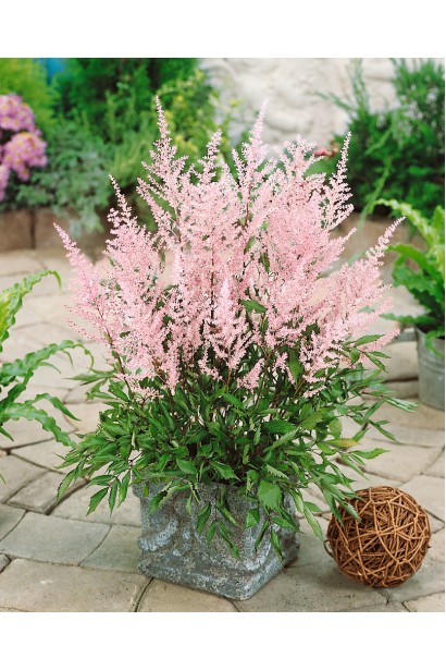 Астильба японська Європа посадка